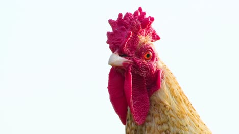 close up headshot, big red rooster looking defensive and on alert