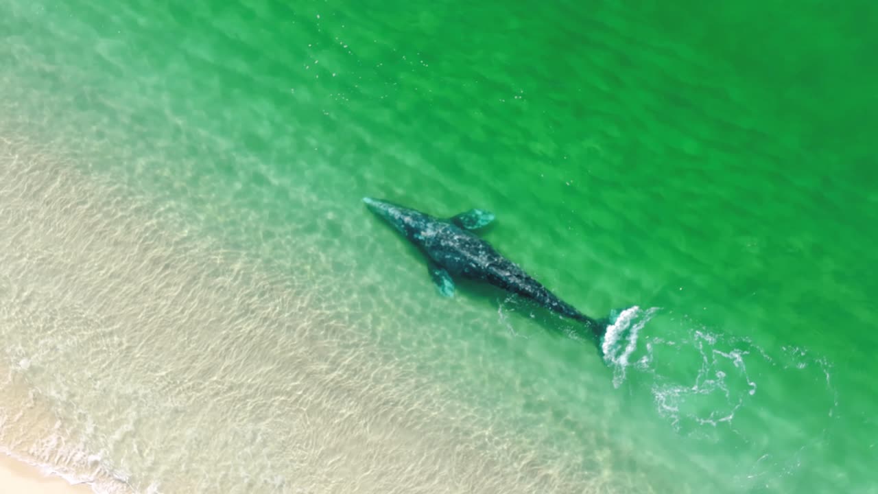 A group of whales swimming near the coastline, creating mesmerizing patterns in the shallow, clear waters.