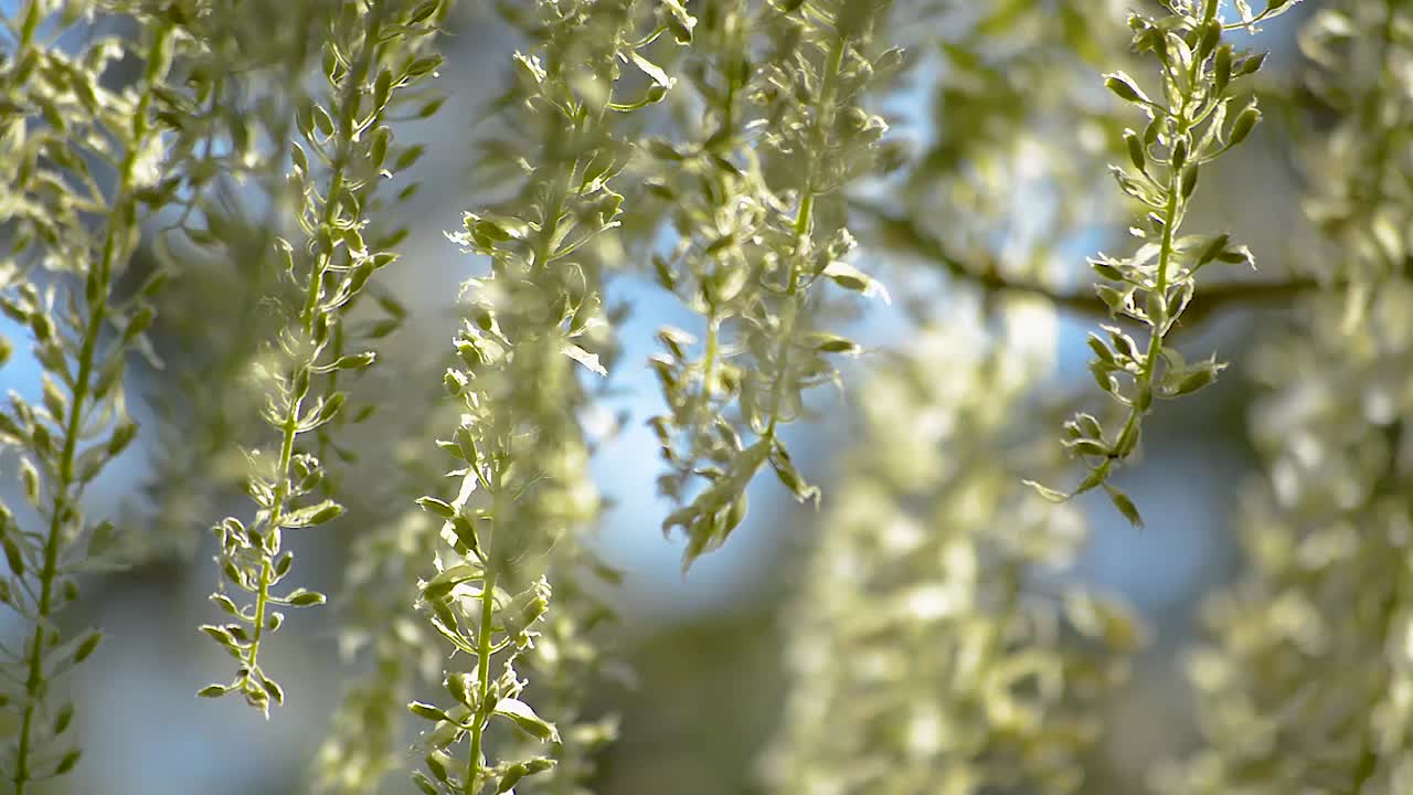 거의 꽃이 필 준비가 된 녹색 줄기 주위를 날아다니는 벌과 곤충 부드러운 바람에 움직이는 등나무 꽃