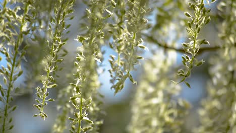 abejas e insectos volando alrededor de tallos verdes de flores de glicina casi listas para florecer moviéndose con una suave brisa