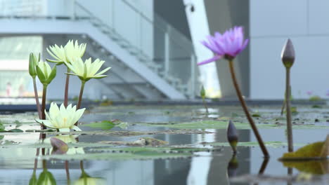 Shot-of-the-Lotus-Pond-in-Singapore,-on-a-still-calm-day