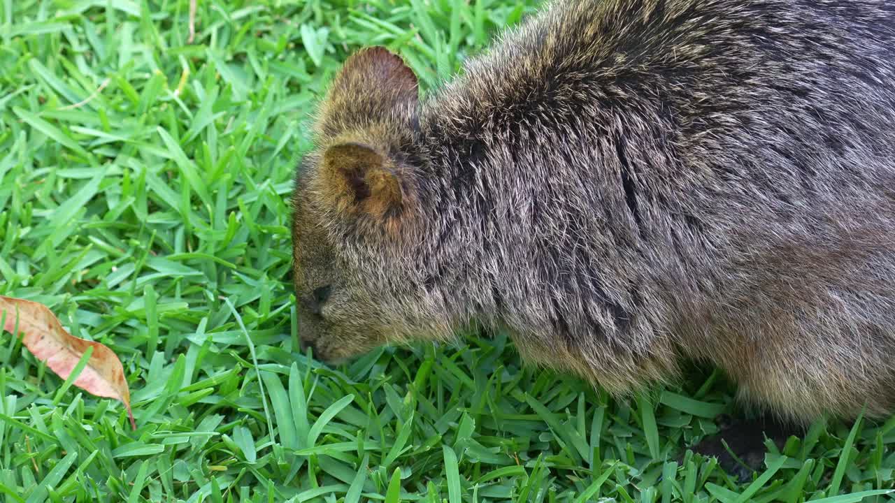 En liten, brun, pälsbeklädd (Setonix brachyurus) som letar efter föda i grönt gräs, närbild