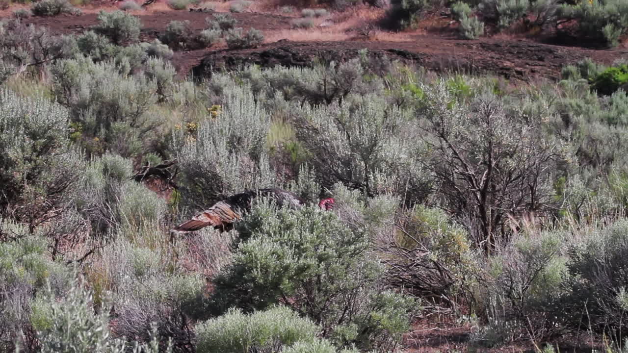 pastos de pavos salvajes para la comida en el árido paisaje de sagebrush del oeste viejo