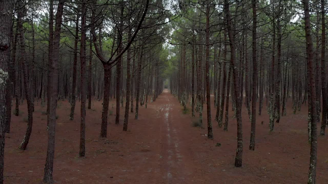 아름다운 소나무 숲의 조감도