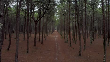 Vista-Aérea-De-Un-Hermoso-Bosque-De-Pinos