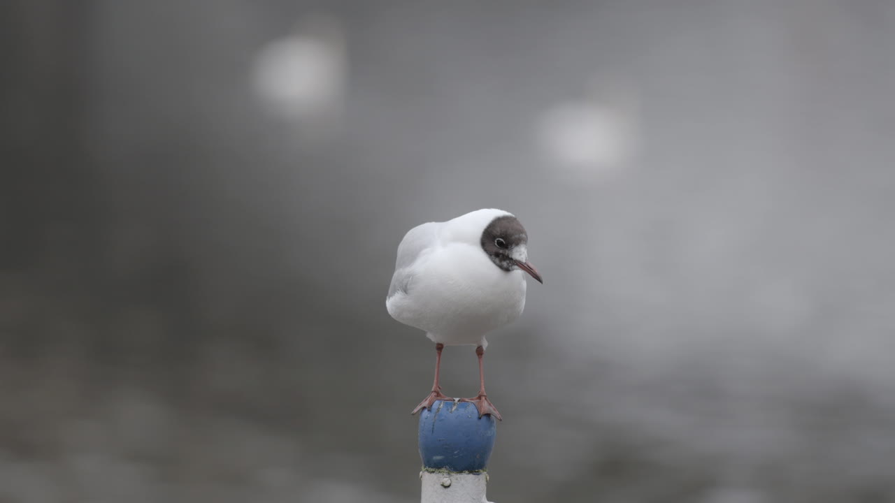 강 한가운데 기둥 위에 외로운 검은 머리 갈매기, 근접 촬영 초상화