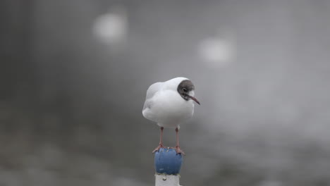 Loner-black-headed-gull-on-top-of-pole-amidst-river,-CloseUp-Portrait