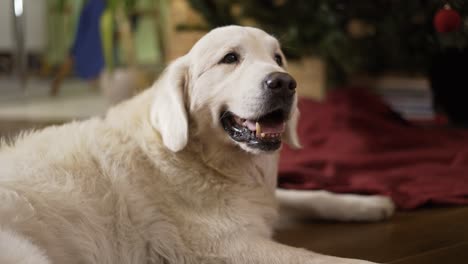 golden retriever dog and illuminated christmas tree before new year celebration