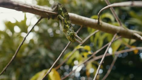 Incredibly rare split-second moment of a Hawaiian Jackson Chameleon's Tonge Attack to Catch His Prey