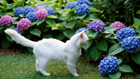 white cat exploring a hydrangea garden