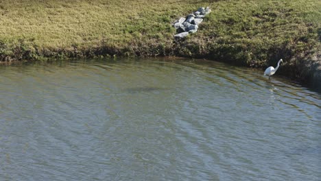 Wilder-Graureiher,-Der-Im-Wasser-Spaziert-Und-Nach-Einem-Schlechten-Fang-Im-Meer-Davonfliegt