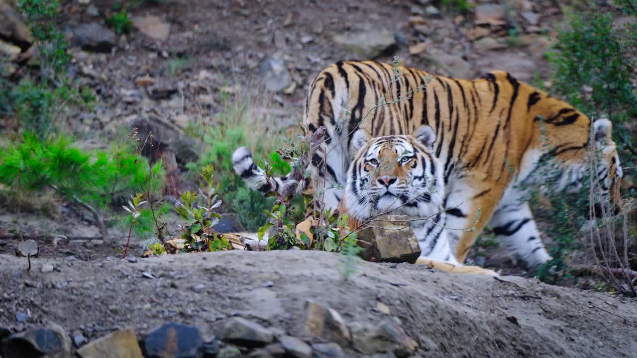 야생에서 자신의 영토를 지키고 안개가 자욱한 날에 라이벌을 멀리하는 두 마리의 호랑이