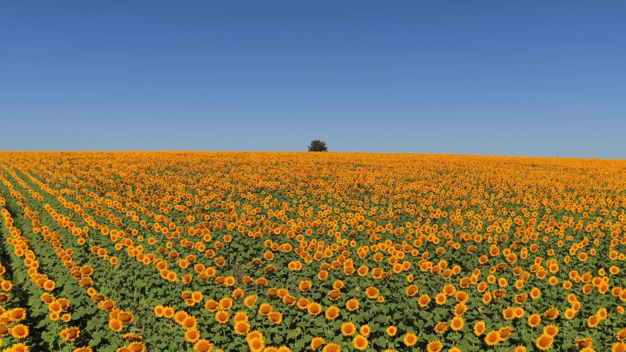 Vista aerea con drone di girasoli che riempiono un campo rurale sotto un cielo estivo luminoso. Moldova.
