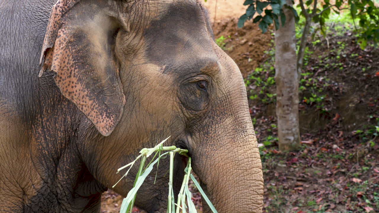 elefante marrón grande comiendo un bambú en una toma estática a cámara lenta desde un lado
