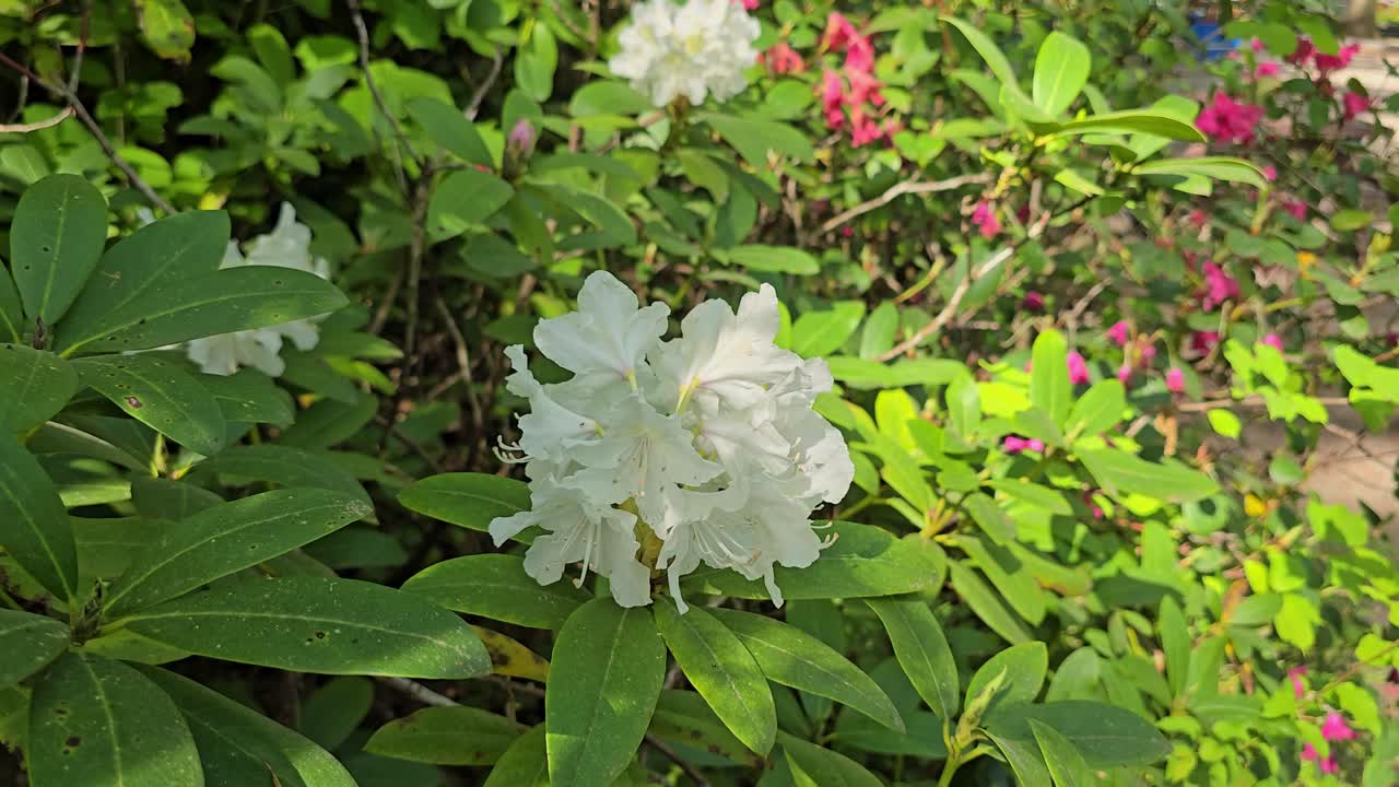 Close-up of a strong and bright white Rhododendron arboreum flower swaying smoothly in the wind.