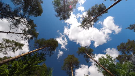 Time-lapse-of-magnificent-tall-trees-in-a-coniferous-forest-and-clouds-in-the-sky