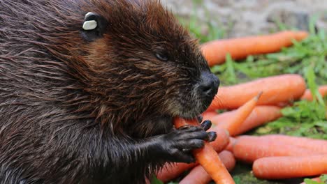 eurasian beaver (castor fiber) or european beaver is a beaver species that was once widespread in eurasia, but was hunted to near-extinction for both its fur and castoreum.