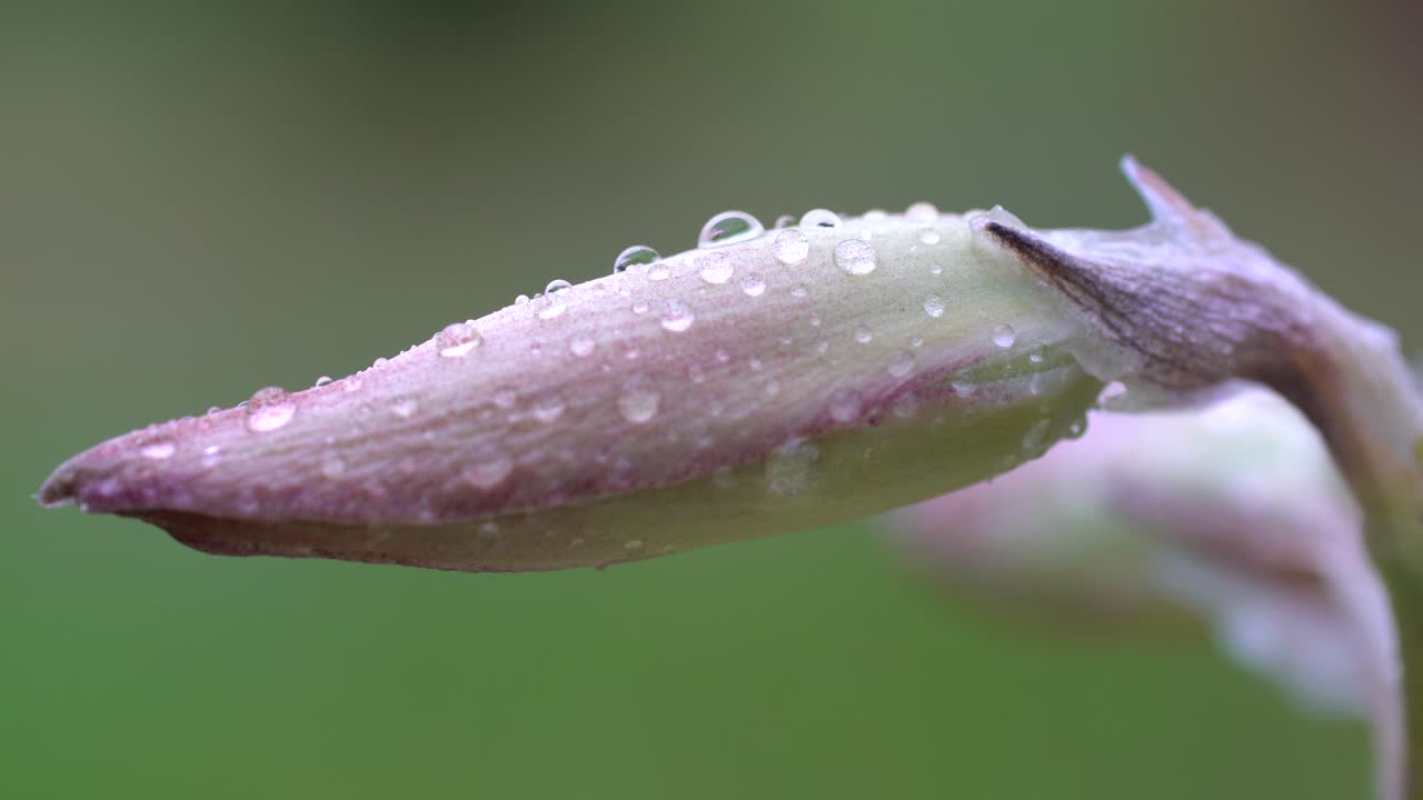 primer plano de gotas de agua en flor silvestre