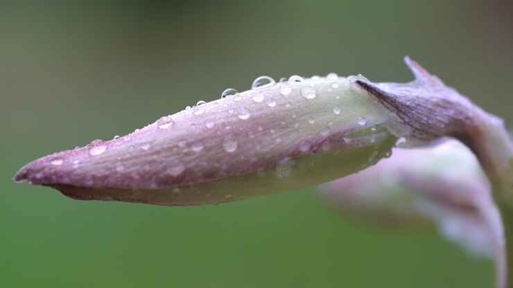 Primo piano di goccioline d'acqua su un fiore selvatico.