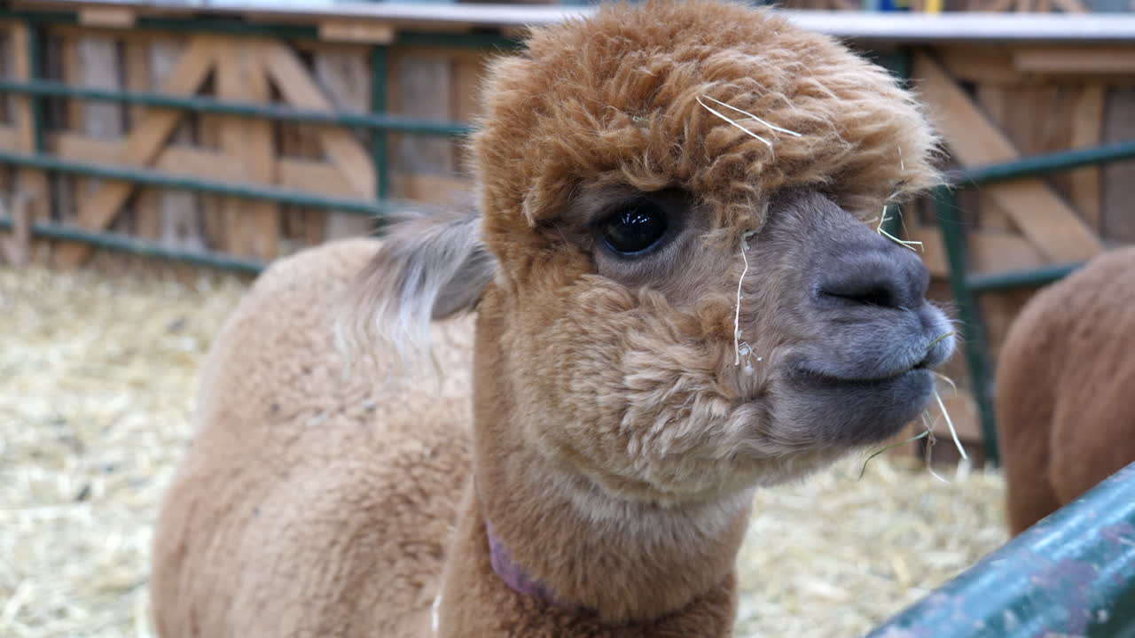 primer plano de alpaca marrón claro comiendo