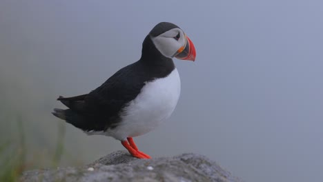 Papageitaucher-(Fratercula-Arctica),-Auf-Dem-Felsen-Auf-Der-Insel-Runde-(Norwegen).