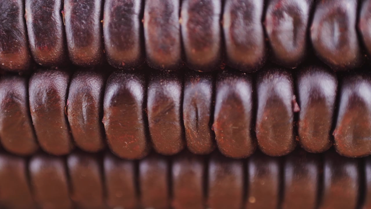 Macro Close-Up of Dark Purple Corn Kernels