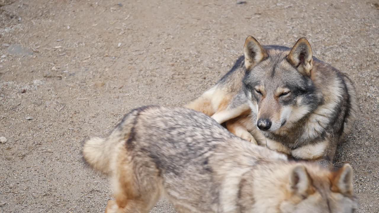 A wolf resting on the ground