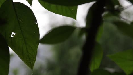 Water-from-rain-dripping-of-leaves-at-a-café-lakeside-in-Pokhara,-Nepal-during-a-short-rainstorm-1