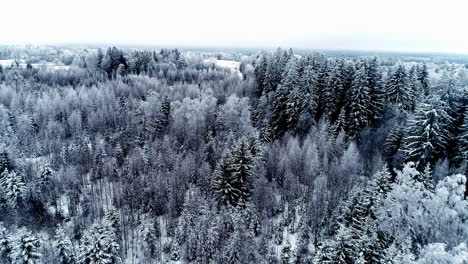 aerial view of snowy pine trees in the forest during winter season