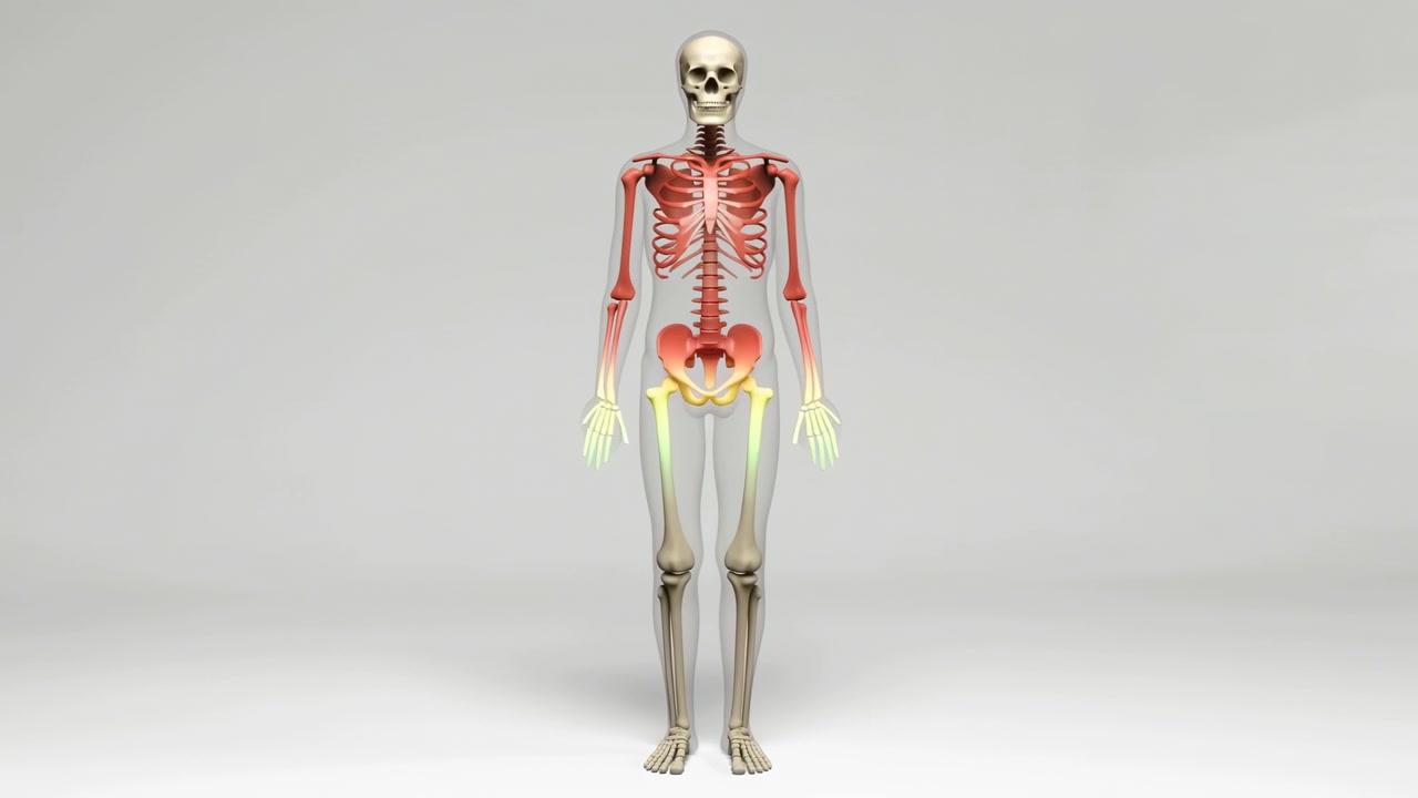A full skeletal figure stands upright in the center of a light gray studio setting with soft even lighting and a faint ground shadow, creating a clear medical and anatomical concept