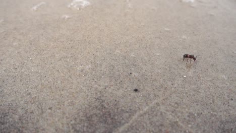 Red-ant-walking-on-sand-beach-and-getting-into-trouble