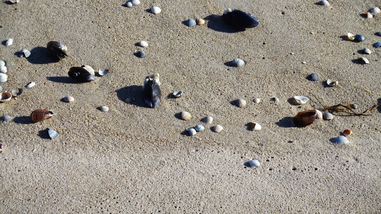 Seashells on the beach