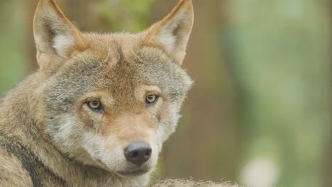 european wolf turns head in soft daylight, close-up in blurred forest background, natural habitat