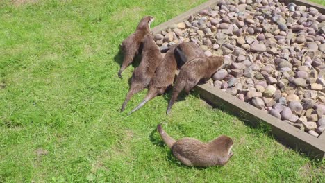 Group-of-young-playful-otters