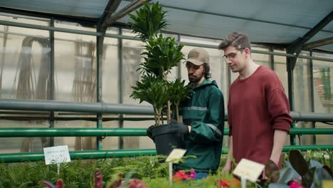 orientación de vegetación: consejos de expertos para el cuidado de las plantas y las compras. experto un jardinero en un uniforme especializado y un joven en un suéter marrón están caminando a través de una floristería especializada