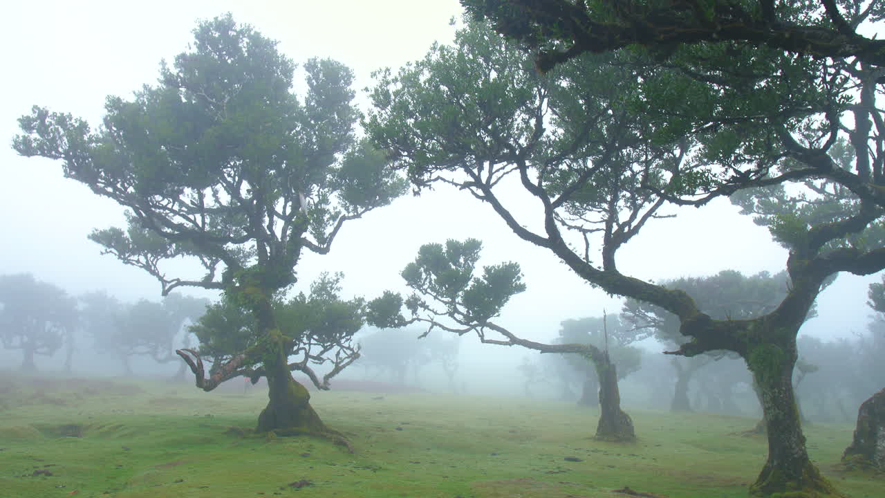 파나르 마데라의 요정 숲 나무 공포 안개 안개 구름 모스 신비한 환상 비가