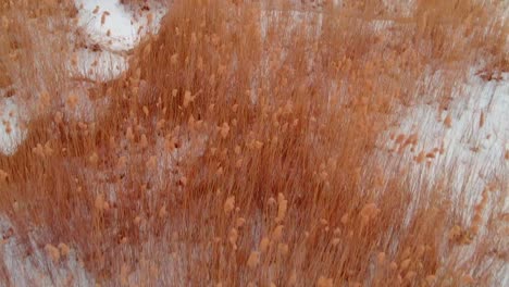 flying low over snowy swamp in front of forest , usa