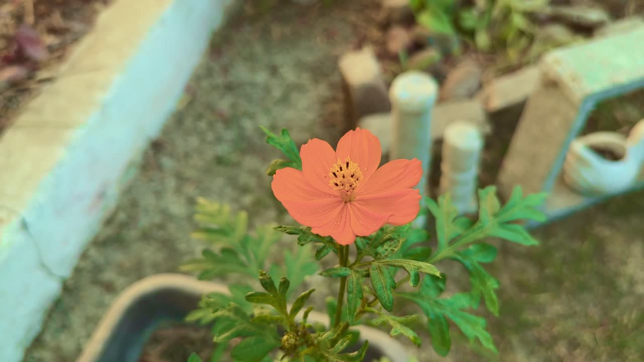closeup of Orange Cosmos sulphureus flower it's a species of flowering plant in the sunflower family, its also known as sulfur cosmos and yellow cosmos.