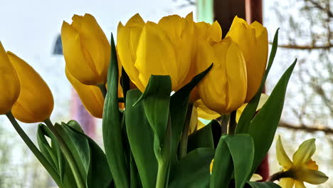 closeup of yellow tulips in full bloom in spring