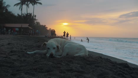 lindo, blanco, perro acostado, durmiendo en la arena en la playa durante la puesta de sol