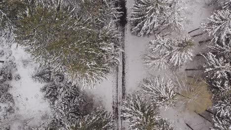 Coming-in-drone-shot-of-a-wonderful-colored-umbrella-as-color-contrast-in-the-white-and-green-forest