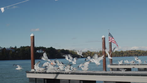 A-flock-of-seagulls-takes-off-from-the-pier-where-the-American-flag-hangs.-Autumn-on-Lake-Ontario-in-the-UNITED-STATES,-the-end-of-the-tourist-season