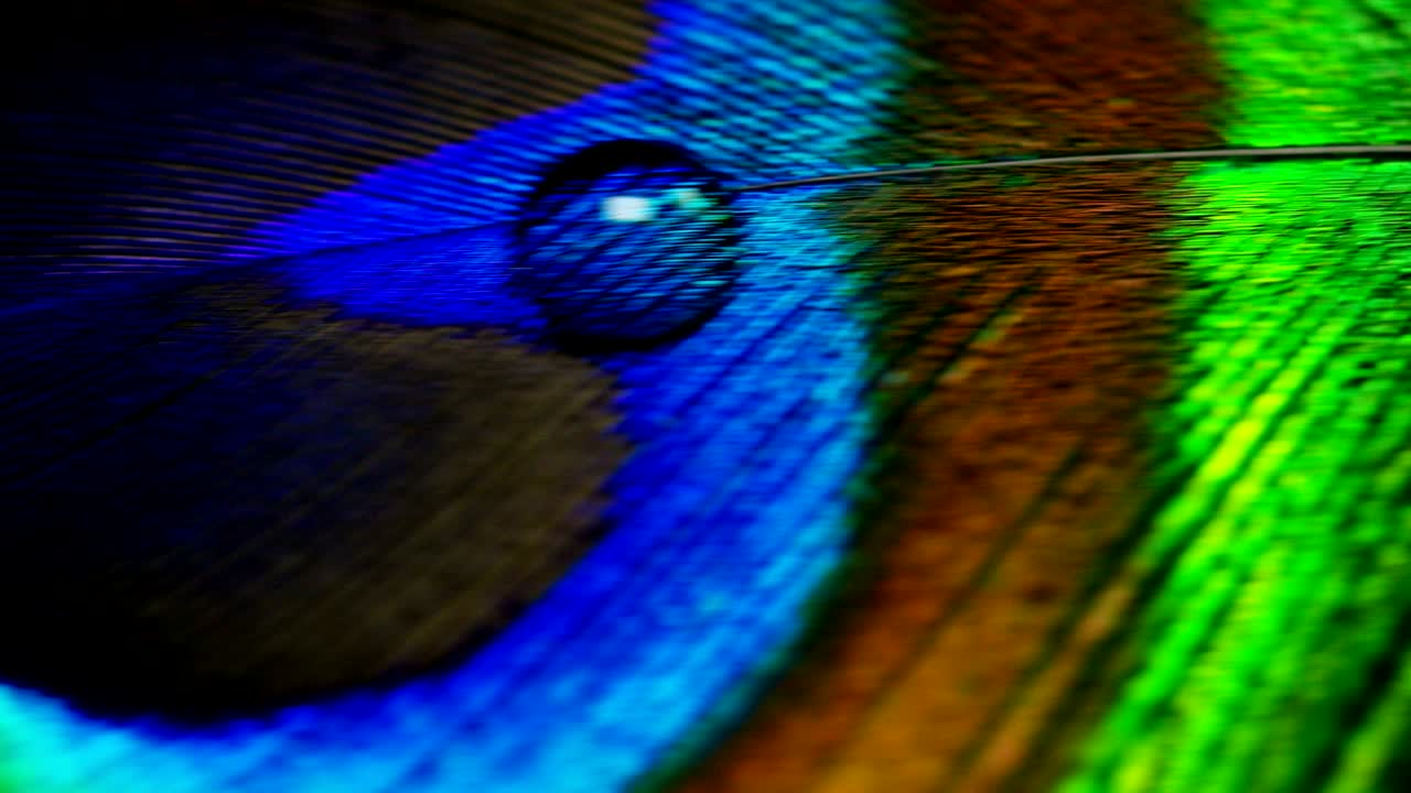 색과 질감으로 가득 찬 파오크 털은 우아하고 장식되어 있습니다.