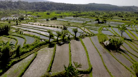 aerial drone wide shot over bali rice terraces