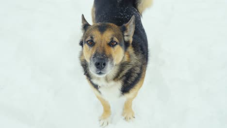 Adorable-Perro-De-Pie-Sobre-La-Nieve-Blanca,-Vista-De-Arriba-Hacia-Abajo