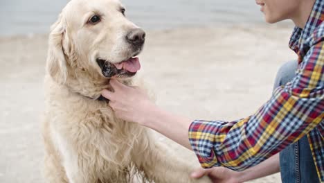 teaching golden retriever giving paw