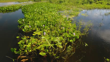 water-hyacinth-lily-floats-on-natural-pond-in-Paraguay,-invasive-species-that-purifies-the-swamp