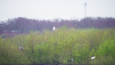 Western-great-egret-flying-above-lake-vegetation,-landing-in-thicket