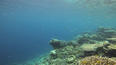 Eine-Atemberaubende-Unterwasserszene-Zeigt-Ein-Lebendiges-Korallenriff-Mit-Verschiedenen-Korallen-Und-Bunten-Fischen