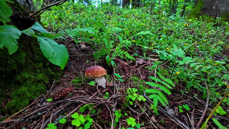 fotografía de cerca de un hongo ocioso en un bosque durante el monzón